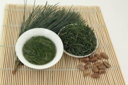 松树有哪些常见品种