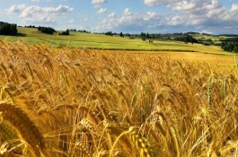 红地95小麦品种介绍,该小麦为冬性