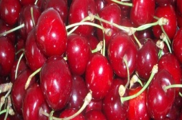 天地一号樱桃品种介绍，天地一号樱桃需要授粉树吗