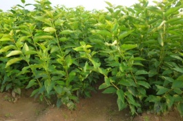 黄蜜大樱桃一斤多少钱，黄蜜大樱桃和红蜜区别