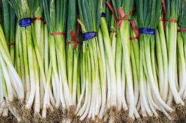 冬季蔬菜种植有哪些常见病害