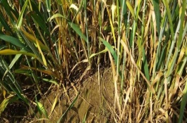 小麦黄叶病打什么药，小麦黄叶病防治措施