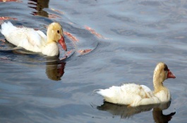 鸳鸯鸭养殖技术与注意事项，鸳鸯鸭饲料配方