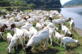 鲫鱼苗什么品种好