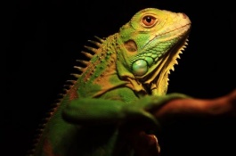 五种适合新手饲养的蜥蜴