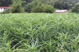 怎样养盆栽百合花，百合花的繁殖方法