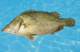 湖北松滋市有哪些特产，湖北松滋市有什么特产