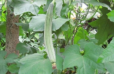 现在温室种什么最好