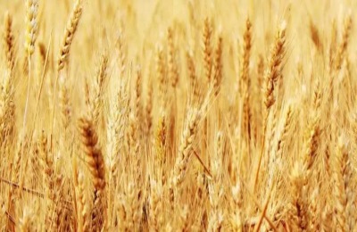 沃麦608品种介绍