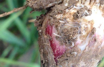 韭蛆用什么农药最佳,灌什么药效果好