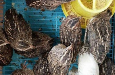 鹌鹑饲料配方，蛋用鹌鹑、肉用鹌鹑、蛋用种鹑及肉用种鹑各有各的不同