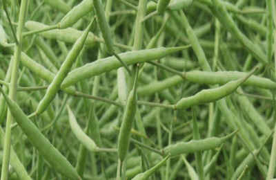 根河市的特产是什么