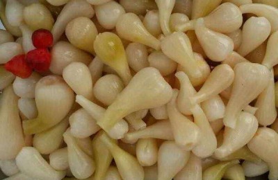 洋葱的产地在哪里?常见品种有哪些