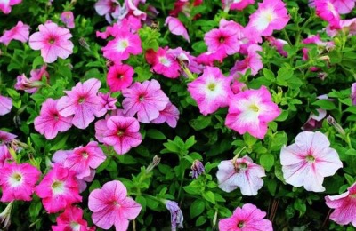 怎样养盆栽牵牛花