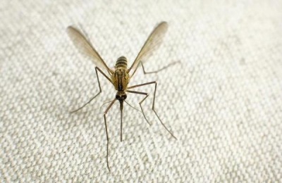 杀蚊子较强的农药,这些农药效果好