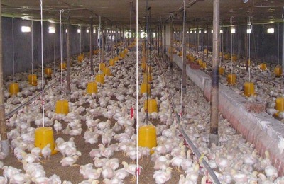 肉鸡每天吃料公式,通过计算合理投喂鸡饲料