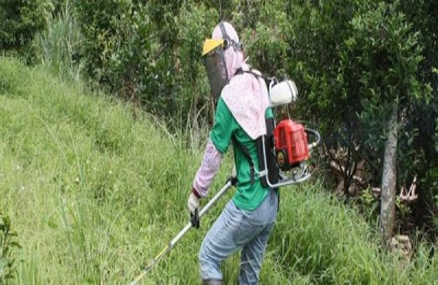 不伤果树的除草剂有哪些