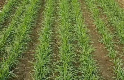 小麦春季追肥方法