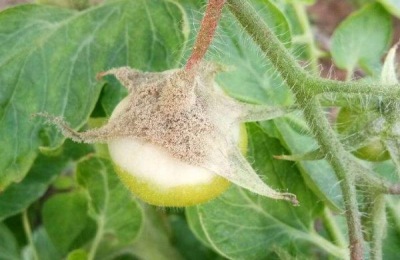 治灰霉病的最佳农药,灰霉病的发病条件是什么