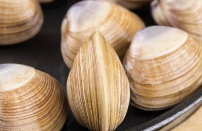 蛤蜊产地在哪里？分析了蛤蜊养殖的前景
