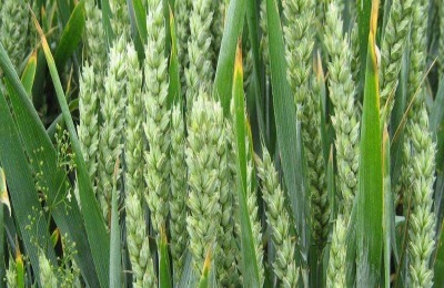 驻麦328小麦品种特征特性