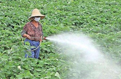 治灰霉病的农药特效药有哪些