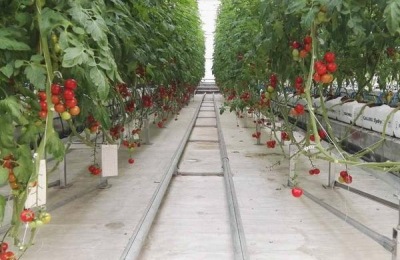 黄土豆产地在哪里？有哪些优质品种