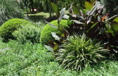 植物生长激素有哪些