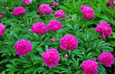 怎样养盆栽芍药花