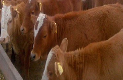 常见牛饲料配方有哪些
