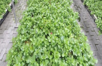 摆摊卖什么蔬菜最赚钱?这六种蔬菜很受消费者欢迎