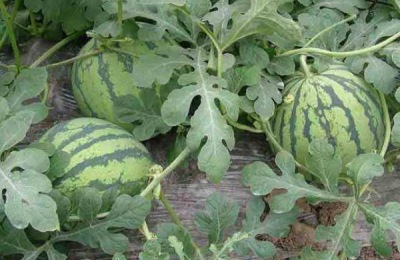 一喷红几天红,几天见效