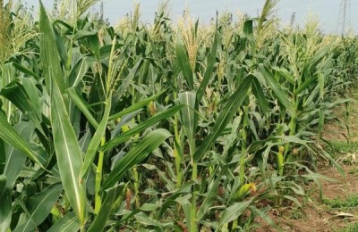 科泰1608玉米品种介绍