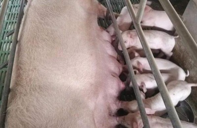 母猪吃什么奶水多?奶水少怎么办?附原因及解决办法