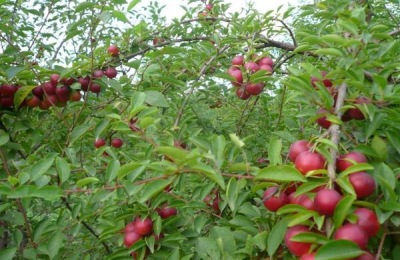 果树新品种介绍