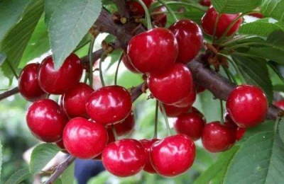 目前流行的芒果品种有哪些？这些市场口碑不错