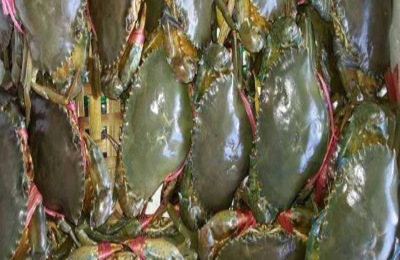 青蟹苗有哪些品种