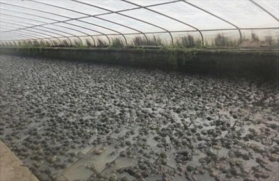 田鸡养殖技巧和技术要点是什么