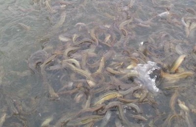 一亩大棚养泥鳅要多少钱？收入如何