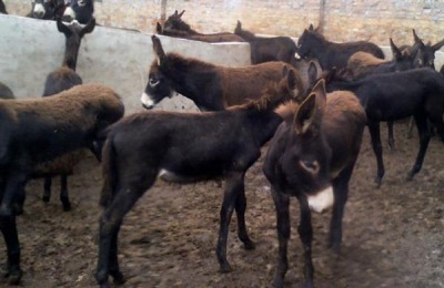 市场上驴肉的价格是多少？驴的成本和利润分析