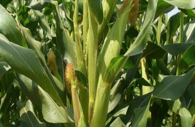 云莓的市场价格是多少?云莓种植前景分析(附云莓种植技术)