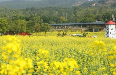 怎样养垂耳兔最好