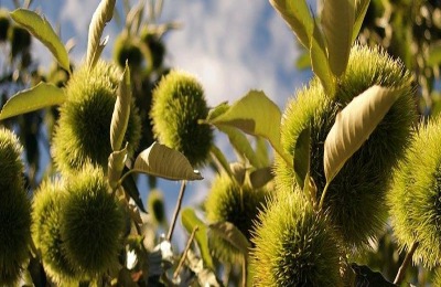 栗子的产地在哪里?有哪些品种