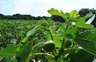 哪个品种的无花果耐寒好吃?北方可种这七个品种