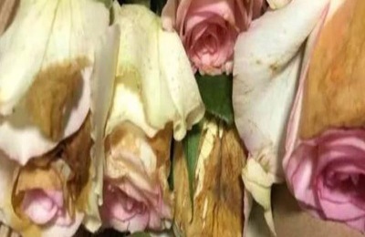 红玫瑰有哪些品种?哪个品种好看