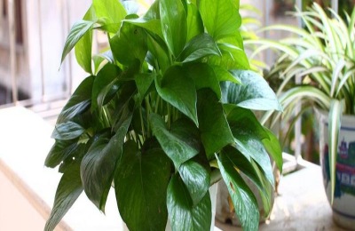 绿萝用什么叶面肥好