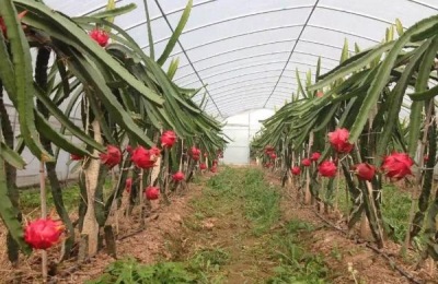 火龙果用什么肥料施肥