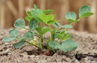 花生追肥时间,追什么肥好