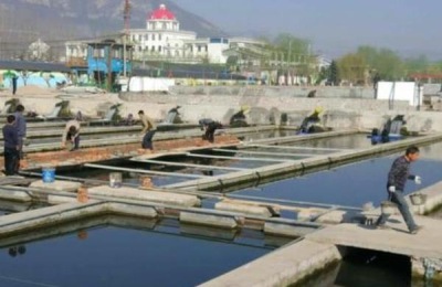 高密度养殖鱼池的建设方案