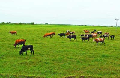 贵州黄牛苗的价格是多少？养牛赚钱吗